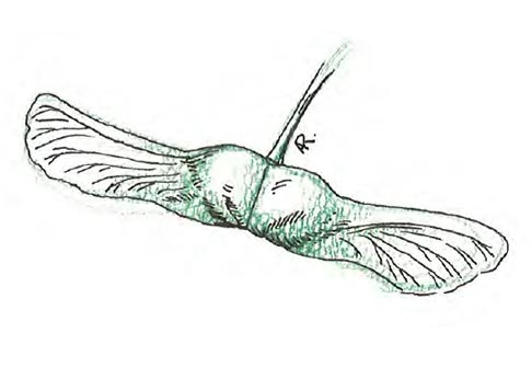 Érable champêtre graine