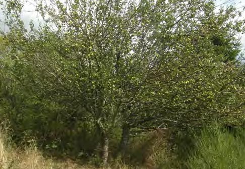 Pommier sauvage