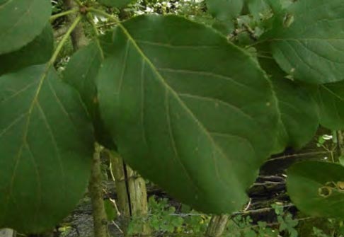Pommier sauvage