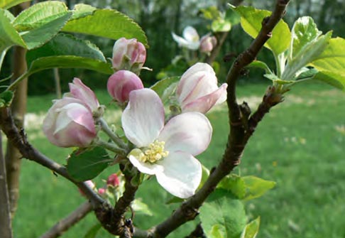Pommier sauvage