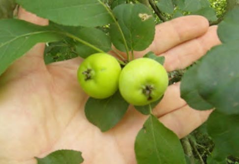 Pommier sauvage