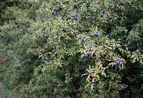 Prunellier