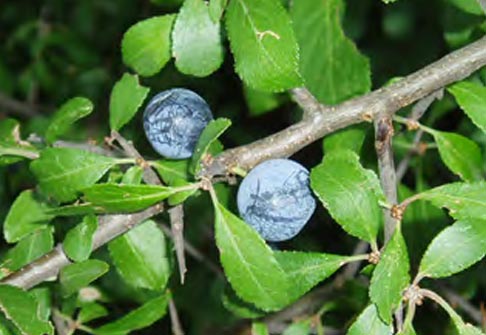 Prunellier