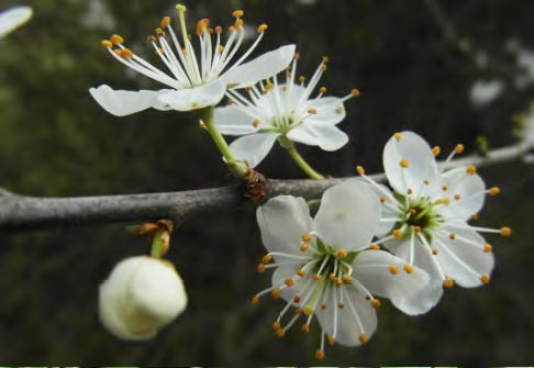 Prunellier