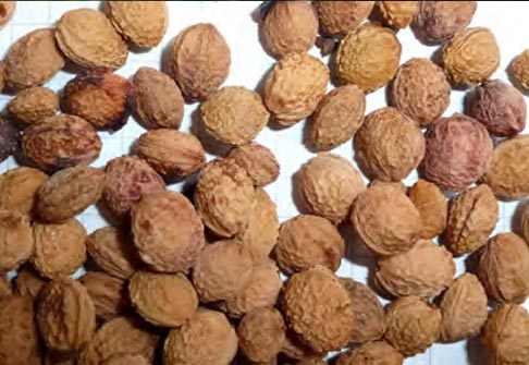 Prunellier graines